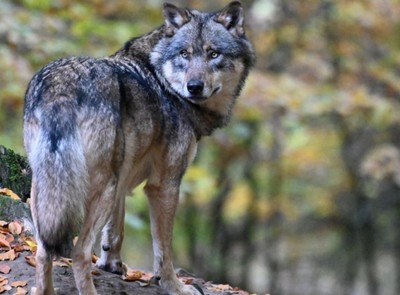 ACHTUNG: Wolf im Gemeindegebiet von Übersaxen gesichtet!