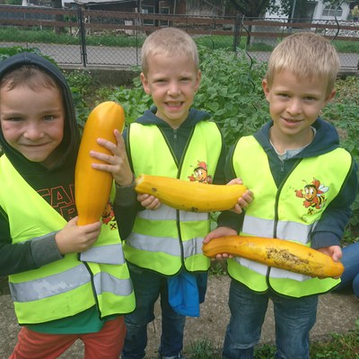 Zucchini-Ernte im "Kinder-Garten"